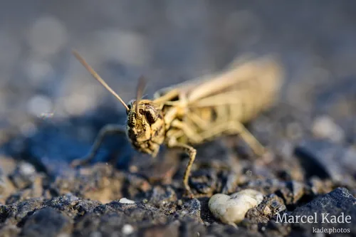 Macro 00001
