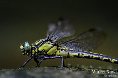  | NIKON Z 6 @ 105mm | 1/250 s,  &fnof;/8, ISO 12800 |