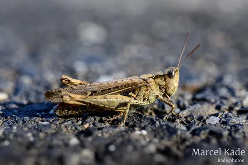 Macro 00003