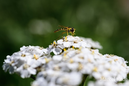 Gewöhnliche Langbauchschwebfliege (Sphaerophoria scripta) | NIKON Z 6 @ 50mm | 1/400 s,  &fnof;/8, ISO 100 |