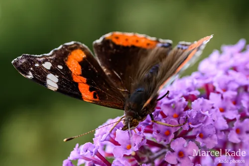 Macro 00005