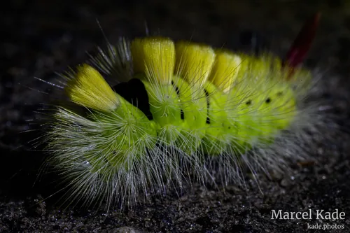 Macro 00006