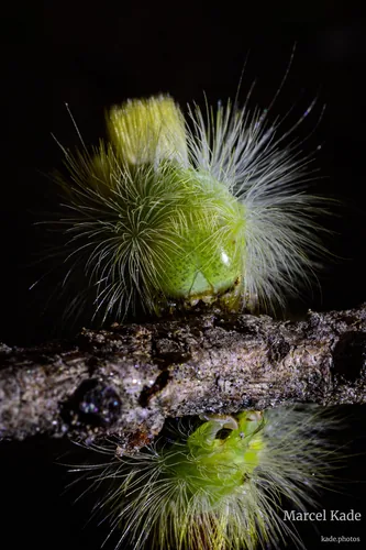 Macro 00007