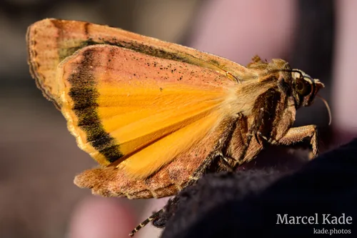 Macro 00009
