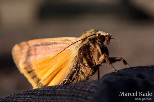 Macro 00010