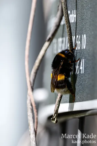 Macro 00011
