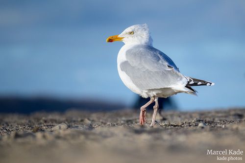  | NIKON Z 6 @ 300mm | 1/400 s,  &fnof;/5.6, ISO 100 |