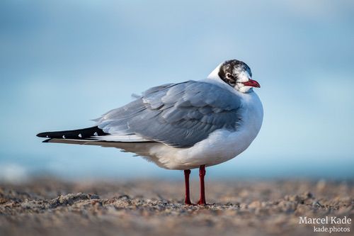  | NIKON Z 6 @ 300mm | 1/400 s,  &fnof;/5.6, ISO 100 |