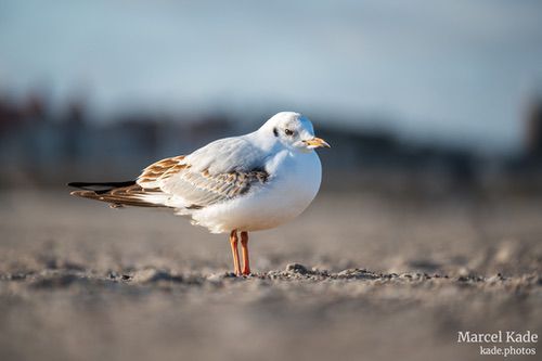  | NIKON Z 6 @ 300mm | 1/400 s,  &fnof;/5.6, ISO 100 |