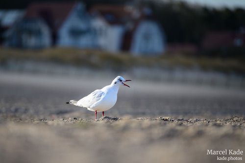  | NIKON Z 6 @ 300mm | 1/250 s,  &fnof;/5.6, ISO 100 |