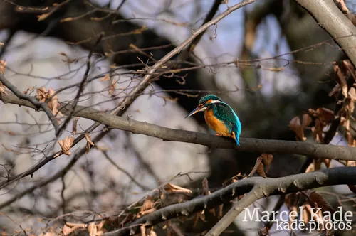 Eisvogel 00001