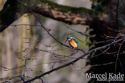 Eisvogel 00002