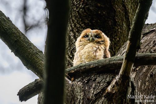  | NIKON Z 6 @ 600mm | 1/30 s,  &fnof;/6.3, ISO 280 |