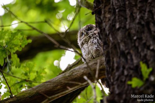  | NIKON Z 6 @ 600mm | 1/100 s,  &fnof;/6.3, ISO 7200 |