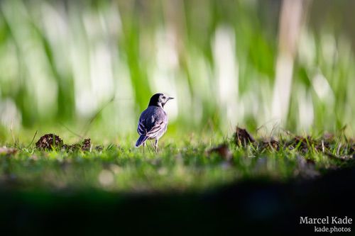  | NIKON Z 6 @ 600mm | 1/1000 s,  &fnof;/6.3, ISO 560 |