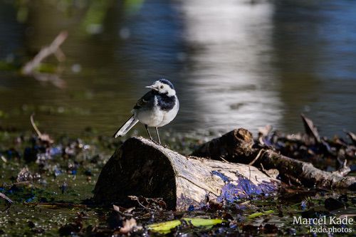  | NIKON Z 6 @ 600mm | 1/1000 s,  &fnof;/6.3, ISO 560 |