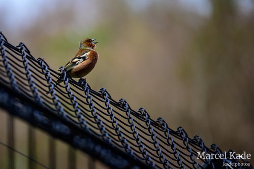  | NIKON Z 6 @ 300mm | 1/200 s,  &fnof;/5.6, ISO 100 |