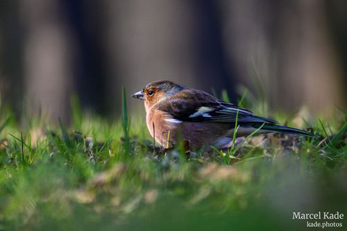  | NIKON Z fc @ 200mm | 1/500 s,  &fnof;/6, ISO 900 |