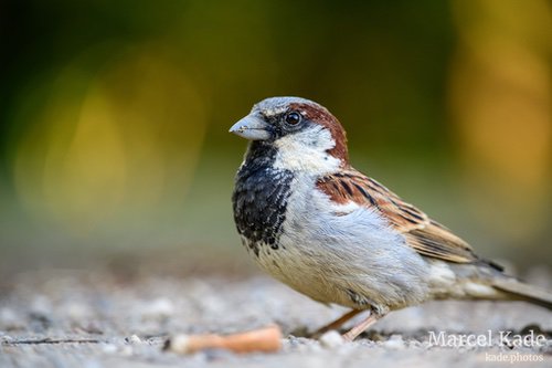 Haussperling | NIKON Z 6 @ 250mm | 1/200 s,  &fnof;/5.6, ISO 900 |