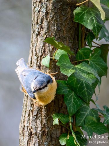  | NIKON Z 6 @ 600mm | 1/640 s,  &fnof;/6.3, ISO 720 |