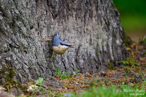  | NIKON Z 6 @ 600mm | 1/250 s,  &fnof;/6.3, ISO 4000 |