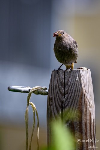  | NIKON Z 6 @ 300mm | 1/500 s,  &fnof;/5.6, ISO 100 |