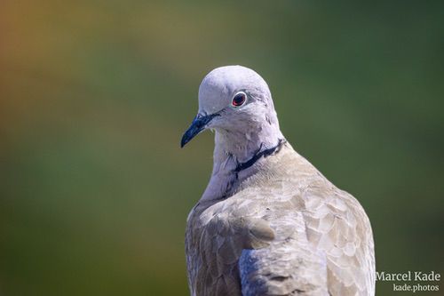  | NIKON Z 6 @ 600mm | 1/1000 s,  &fnof;/6.3, ISO 360 |