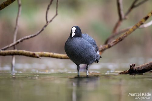  | NIKON Z 6 @ 600mm | 1/250 s,  &fnof;/6.3, ISO 640 |