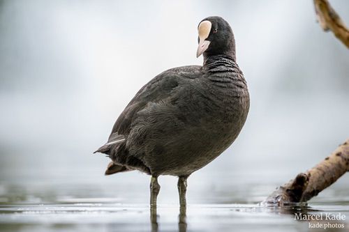  | NIKON Z 6 @ 550mm | 1/320 s,  &fnof;/6.3, ISO 900 |