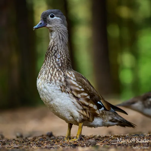 Ente 00001