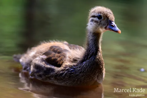 Ente 00002