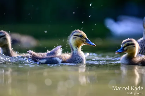 Ente 00006