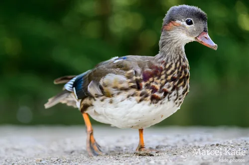 Ente 00007