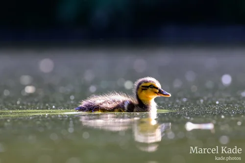 Ente 00008