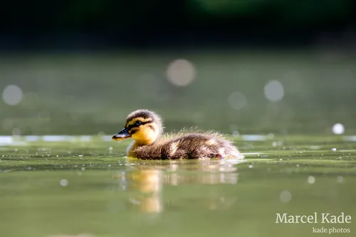 Ente 00009