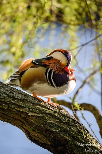Ente 00010