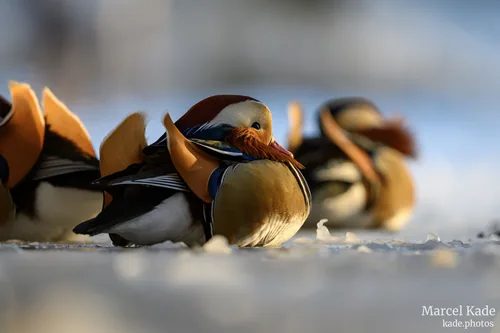 Ente 00011