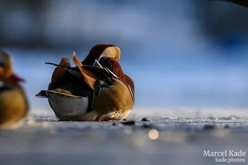Ente 00012