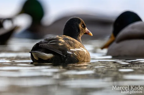 Ente 00013