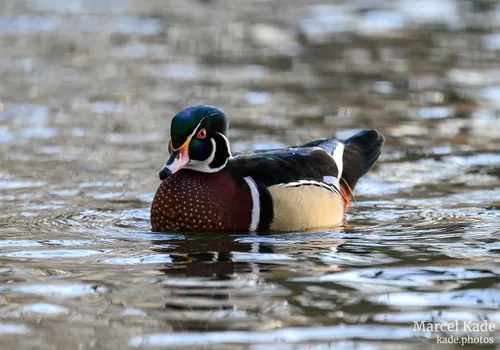 Ente 00014