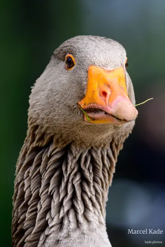 Gans 00001