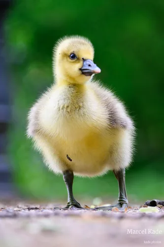 Gans 00002