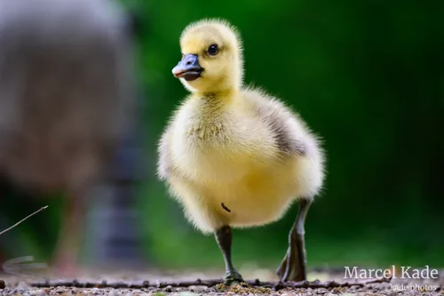 Gans 00003