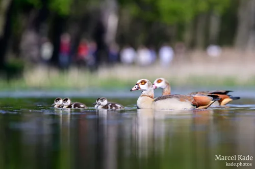 Gans 00004