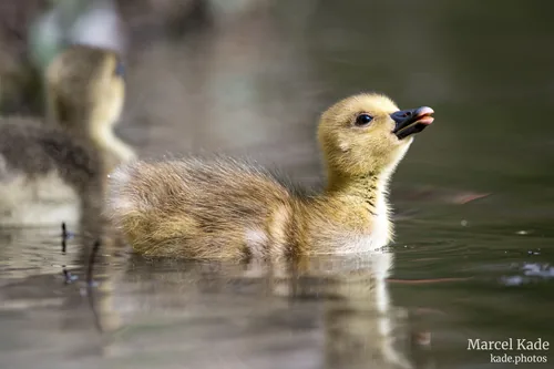 Gans 00005