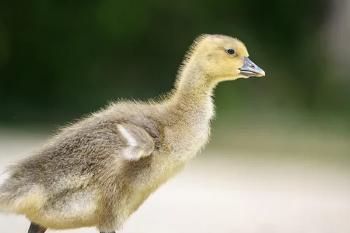 Gans 00006