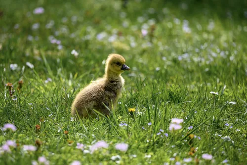Gans 00008