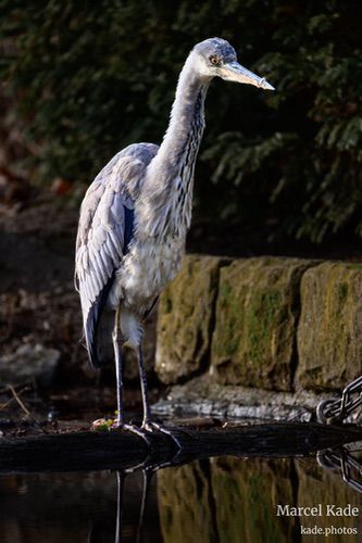  | NIKON Z 6 @ 300mm | 1/250 s,  &fnof;/5.6, ISO 220 |