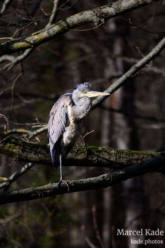  | NIKON Z 6 @ 300mm | 1/800 s,  &fnof;/5.6, ISO 220 |