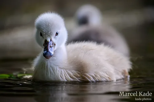 Schwan 00001